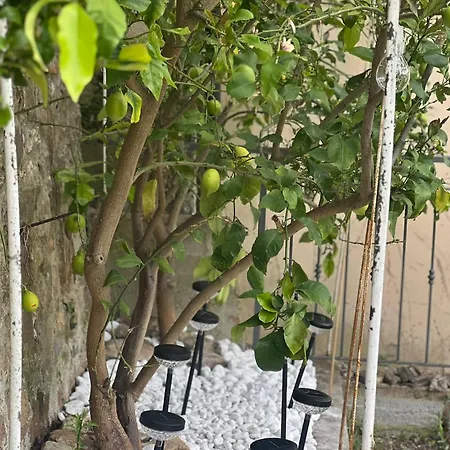 Casa Paola * Aurigo